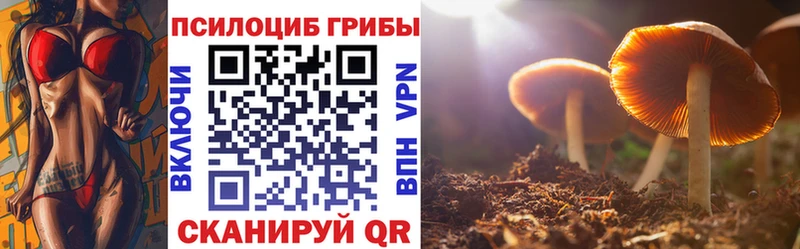 купить   Орлов  Псилоцибиновые грибы GOLDEN TEACHER 